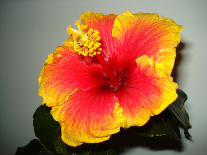 DSC05879 - HIBISCUS 2013