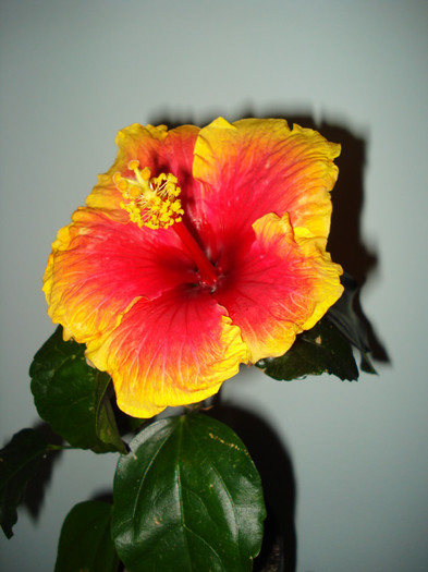 DSC05882 - HIBISCUS 2013