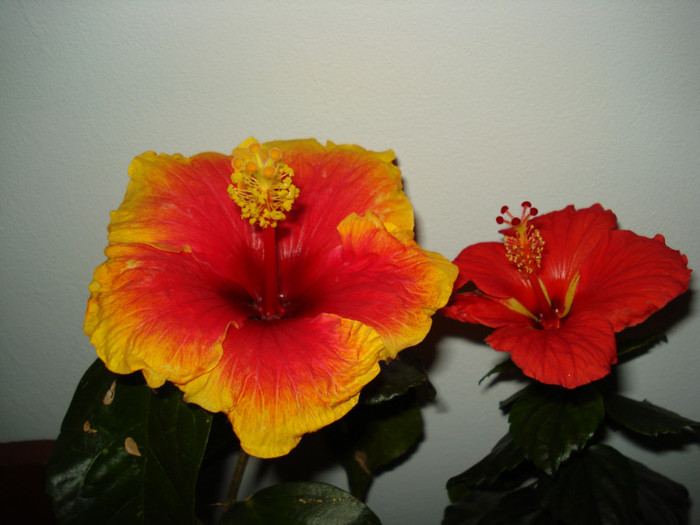 DSC05883 - HIBISCUS 2013