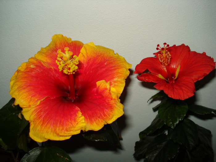 DSC05885 - HIBISCUS 2013