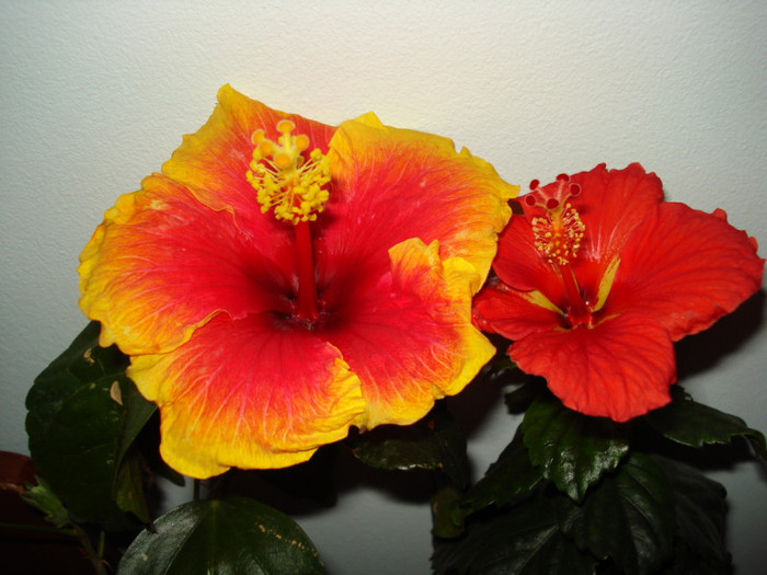 DSC05887 - HIBISCUS 2013