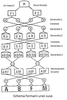 schema susa - xxxxxx - util