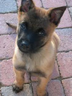 malinois