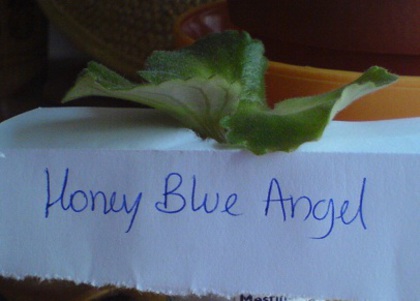 Honey Blue Angel; 23 dec 2012 multumesc Diana
