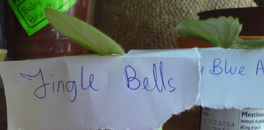 Jingle Bells; 23 dec 2012; multumesc Diana
