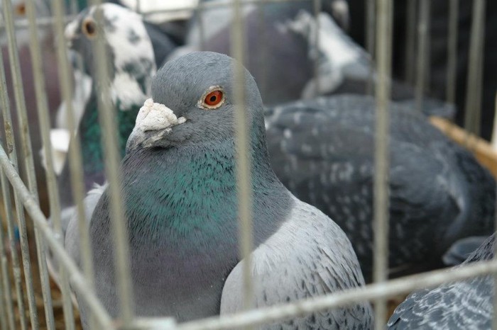 395935_359634940727144_996699296_n - O- Expozitie Turda 2012