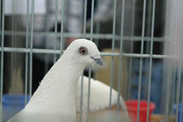 401999_359632987394006_412335955_n - O- Expozitie Turda 2012