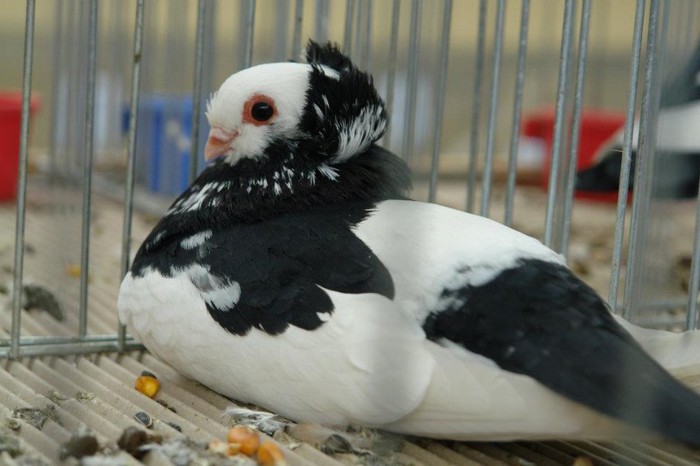 402452_359633377393967_1822894393_n - O- Expozitie Turda 2012