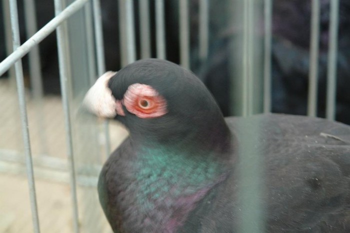 403099_359632050727433_1574845425_n - O- Expozitie Turda 2012