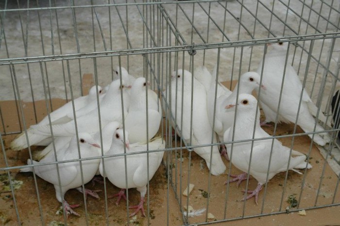 403367_359631077394197_1296033833_n - O- Expozitie Turda 2012