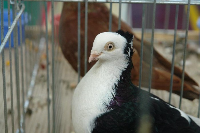 404207_359631577394147_1904542629_n - O- Expozitie Turda 2012