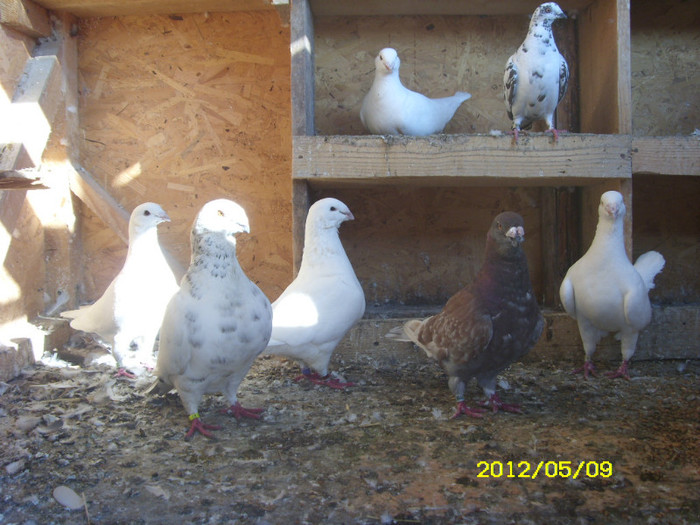 pigeon 5 - americani giant homer 2013