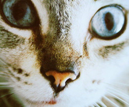 tumblr_mga91aUfrV1rzitw2o1_500_thumb