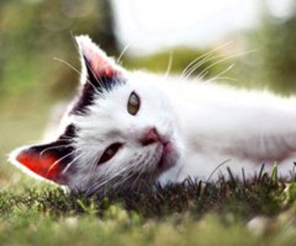 kocio_26__by_shadddow-d3iqiug_thumb