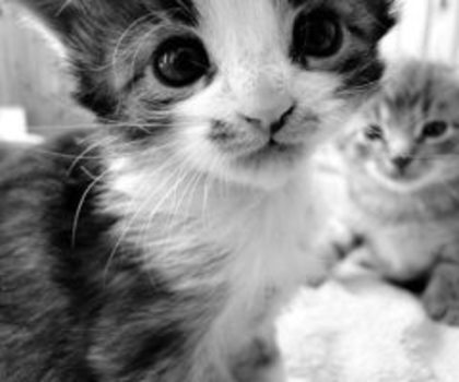 tumblr_mgdswq9aUJ1ri5hozo1_500_thumb