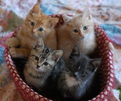 451626668852104188_fZpNgTPO_c_thumb