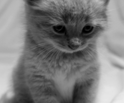 tumblr_mgdg47n9mZ1r1k6pfo1_500_thumb