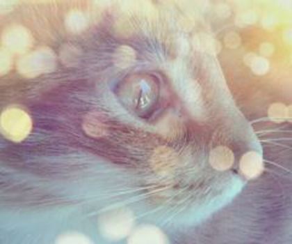 406276_424201914298401_2114684904_n_thumb