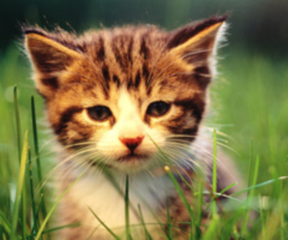 Baby-Cat-575x359_thumb