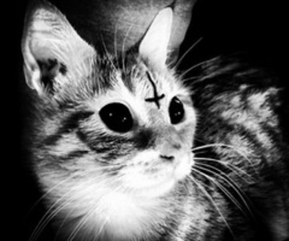 tumblr_mgbpagqGOy1r6ayy3o1_1280_thumb - xo_Pisici_xo