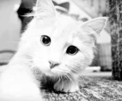 tumblr_mgdu57dEoT1r7igk3o1_500_thumb - xo_Pisici_xo