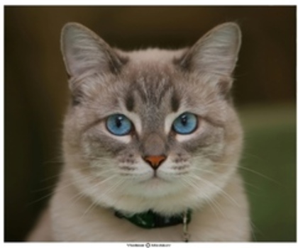 12333d1294997809-foto-koshek-166283_thumb