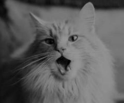 tumblr_mge0r3RmUu1s1z2w5o1_500_thumb