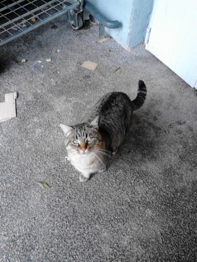 IMG_20121223_090607-575x766