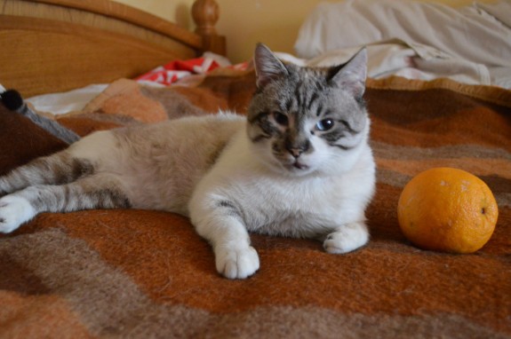 motan-pollar1-1-575x382