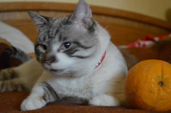 motan-pollar1-2-575x382