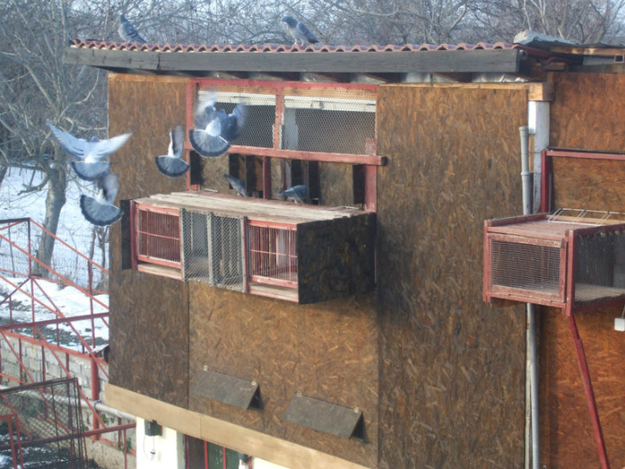 Vaduvi sosiri antrenament 2 - Crescatoria