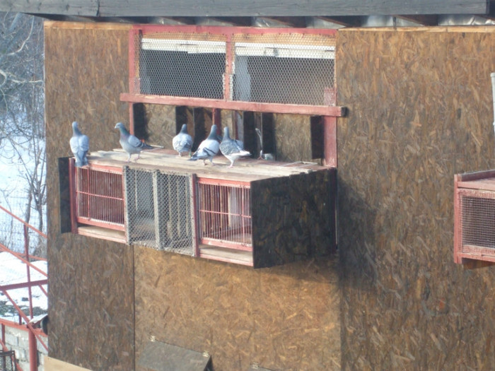 Vaduvi sosiri antrenament 3