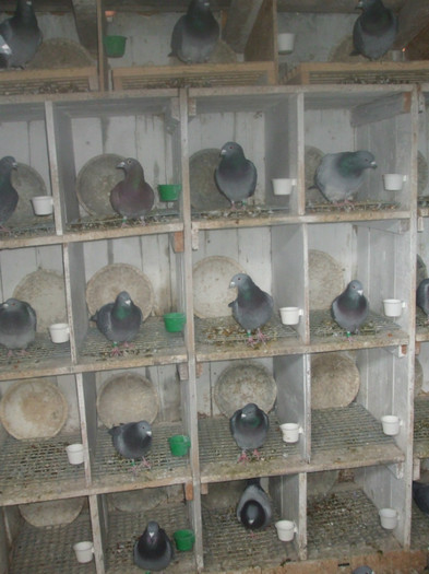 masculii despartiti 3