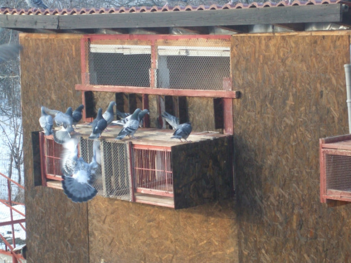 Vaduvi sosiri antrenament 4