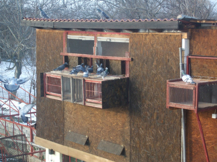 Vaduvi sosiri antrenament 5