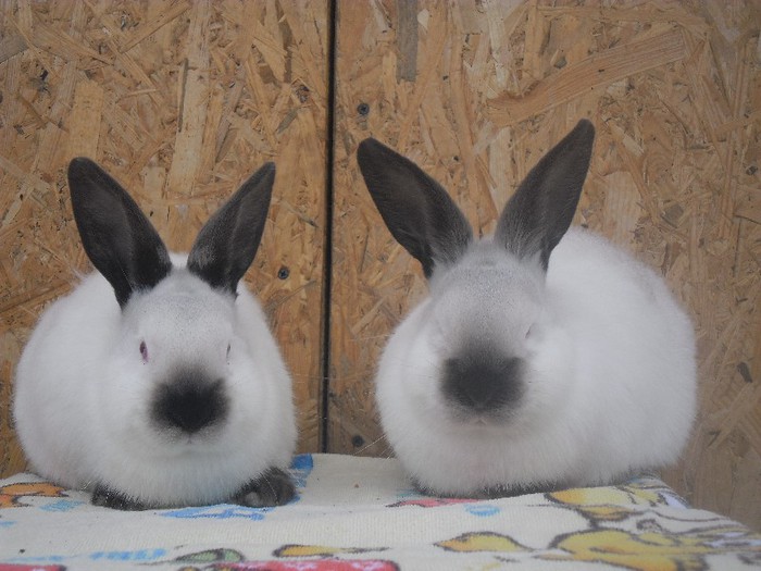 2femele californian 2luni - CALIFORNIENI