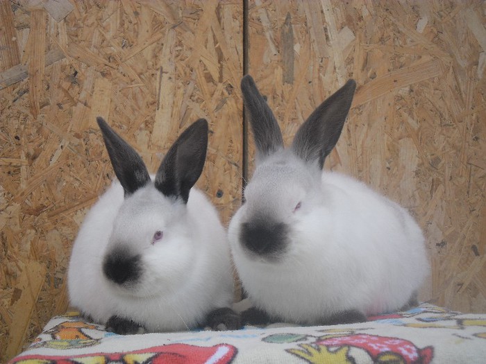 2femele californian 2luni - CALIFORNIENI