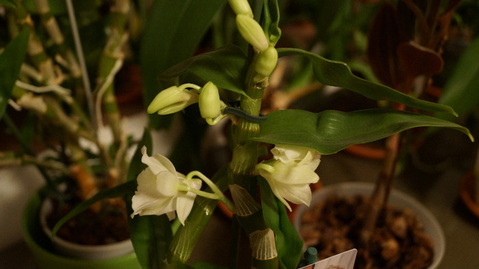 Dendrobium Royal Purple...