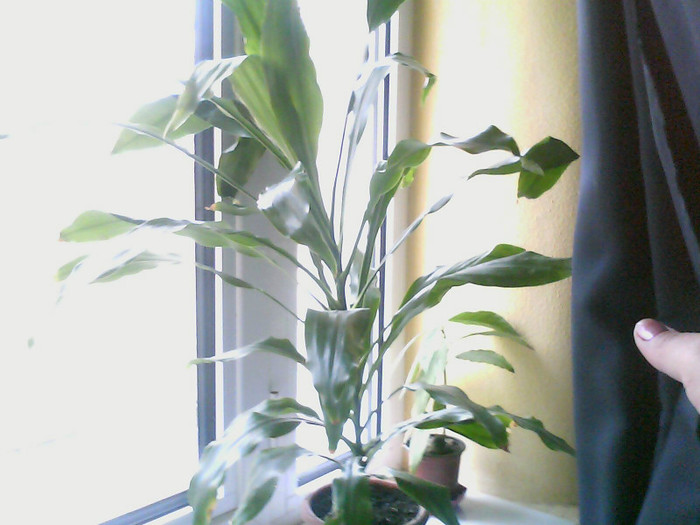 Picture 003 - DRACENA FRAGRANS