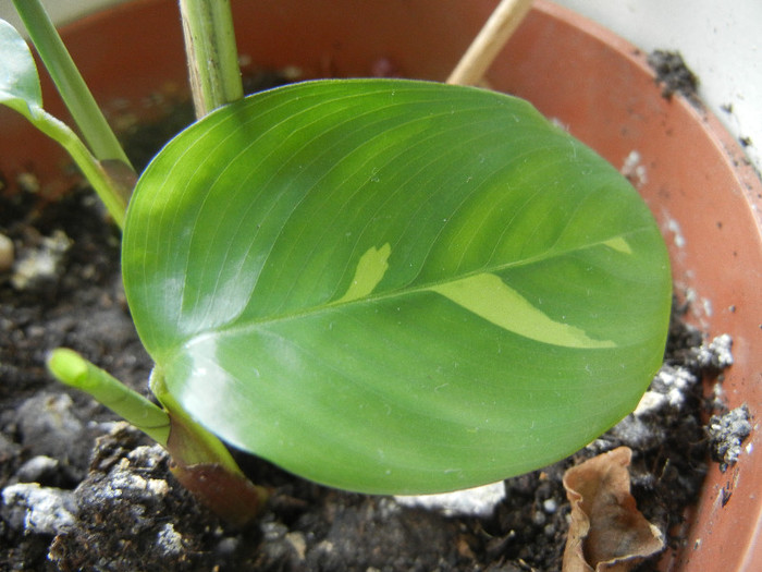 Calathea oppenheimiana (2013, Jan.10) - Calathea Oppenheimiana