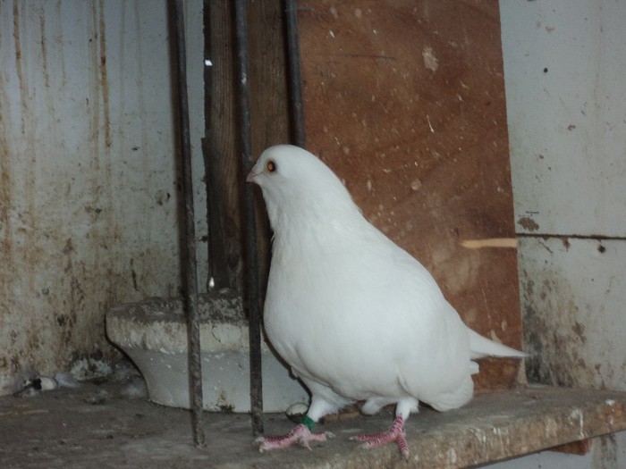 DSC07033 - poze 2013