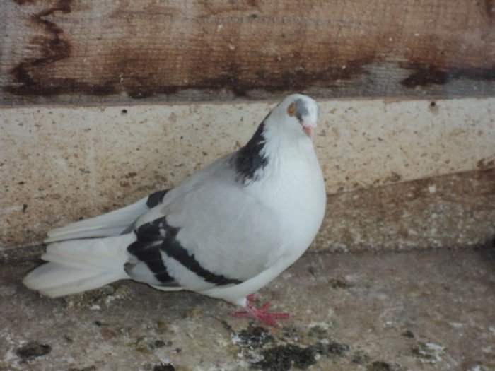 DSC07037 - poze 2013
