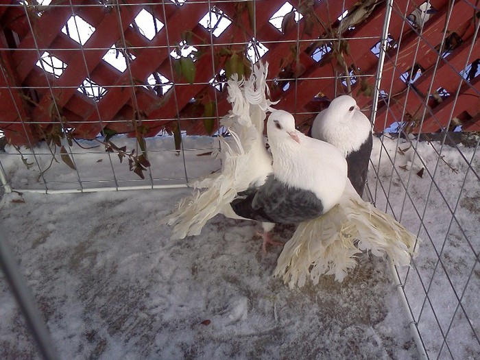 masc uli capacit pe gri si negru