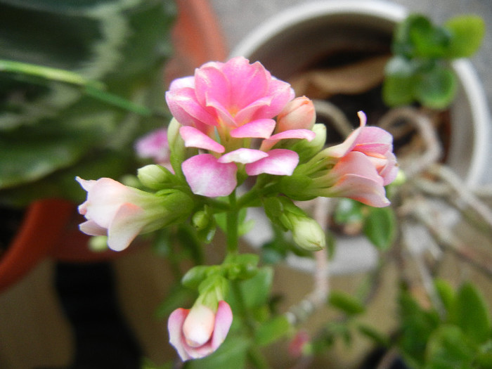 Pink & White Kalanchoe (2013, Jan.10)