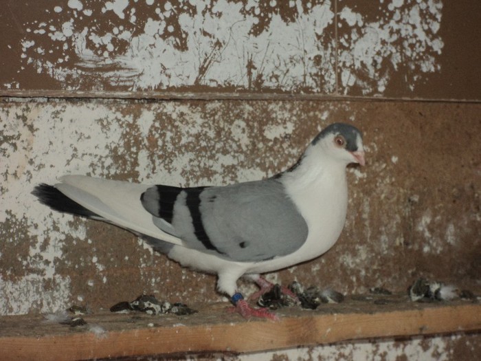 DSC07060 - poze 2013