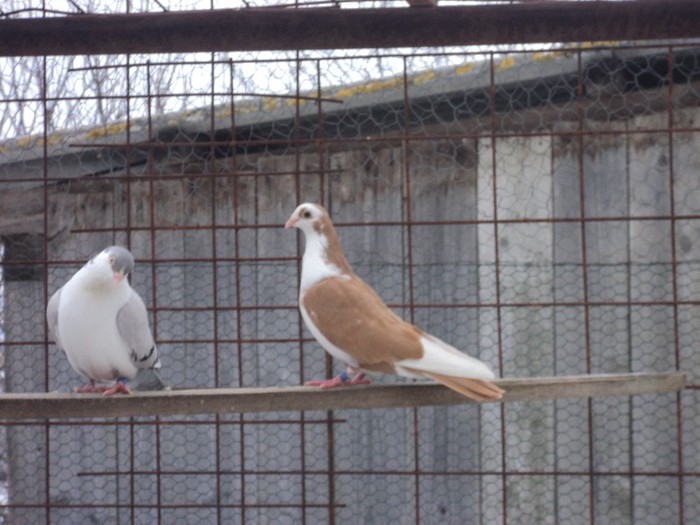 DSC07068 - poze 2013