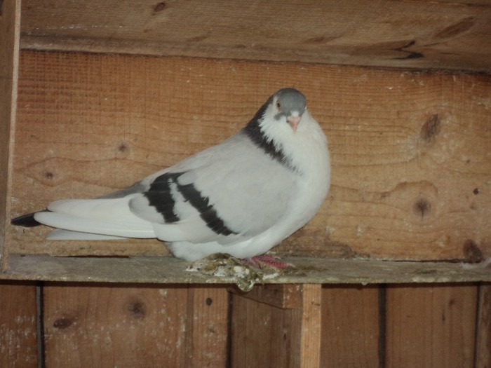 DSC07080 - poze 2013