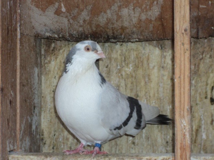 DSC07083 - poze 2013