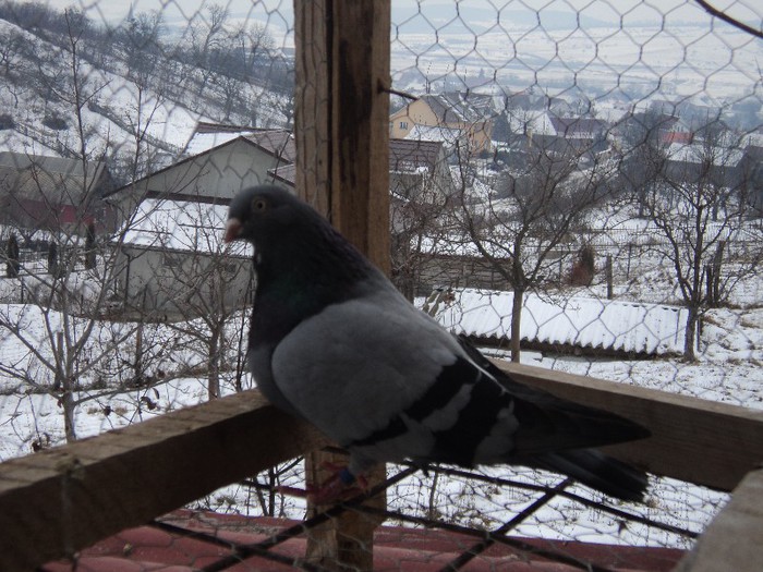 DSC07203 - poze 2013