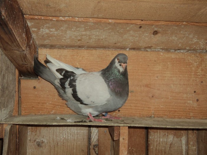 DSC07207 - poze 2013